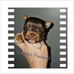Luna - Chocolate and tan female Yorkshire Terrier puppy in Wartburg, Tennessee from Amanda's Precious Pups