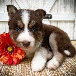 Leo - Red and white male Siberian Husky puppy in Union Grove, Alabama from Southern Siberian Life