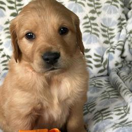 Orange Collar - Male 3 - Golden male Golden Retriever puppy in Bonanza, Oregon from Gold 'N Dust Ranch
