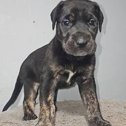Great Dane puppies from Sacandaga Danes