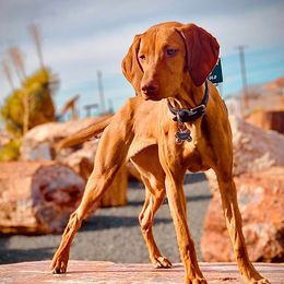 Vizslas from Kaylee’s Vizslas