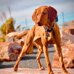 Vizslas from Kaylee’s Vizslas