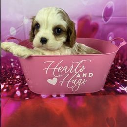 Cavalier King Charles Spaniel Puppies from Happily Ever After Cavaliers