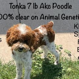 Tonka - Poodle