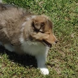 Shetland Sheepdogs from Windy Creek Shelties