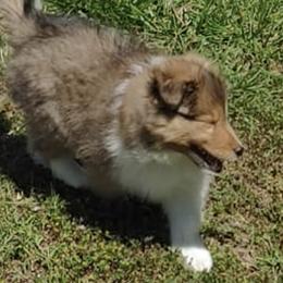 Shetland Sheepdogs from Windy Creek Shelties