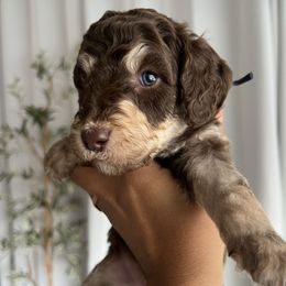 Biscuit - Poodle puppy from Garden Of Poodles