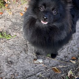 Raven - Pomeranian