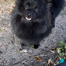 Raven - Pomeranian