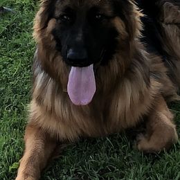 German Shepherds from Typecast GSD’s