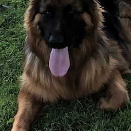 German Shepherds from Typecast GSD’s