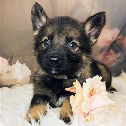 Silver - Sable male German Shepherd puppy in Holden, Missouri from Shiloh's Shepherds & Ridgebacks