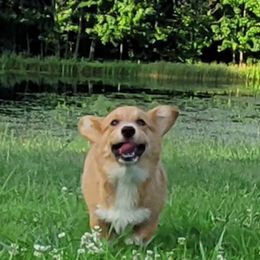 Dori - Red female Pembroke Welsh Corgi puppy in Sparta, Tennessee from Poso Creek Corgis