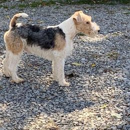 bax - Wire Fox Terrier