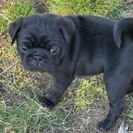 Boy 1 - Black male Pug puppy in Gold Bar, Washington from PNW Pugs