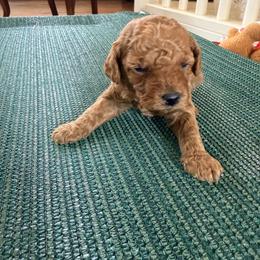 Penny - Red  female Poodle puppy in Colerain, North Carolina from Lisa's Poodles