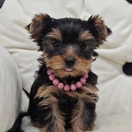 Pixie - Blue and gold female Yorkshire Terrier puppy in Monticello, Iowa from Ashley’s Puppies