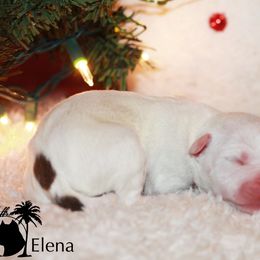 Elena - American Staffordshire Terrier puppy in Powhatan, Virginia from Ohana Amstaffs and Aussies