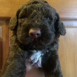 Captain Crunch - Brown Lagotto Romagnolo puppy in Micanopy, Florida from Fortuna Farms