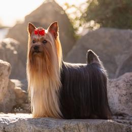 Zippo - Yorkshire Terrier