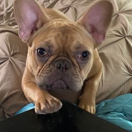 French Bulldogs from Staci Tosh's French Bulldogs