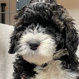 Cavapoos, Goldendoodles, Labradoodles, Poodles, and Sheepadoodles from Wagadoodlesnw