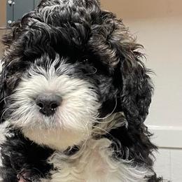 Cavapoos, Goldendoodles, Labradoodles, Poodles, and Sheepadoodles from Wagadoodlesnw