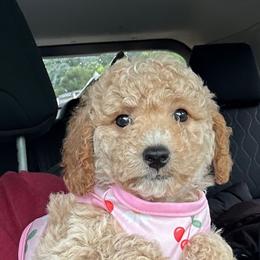 Dachshund and Goldendoodle Puppies from Barkins and Company