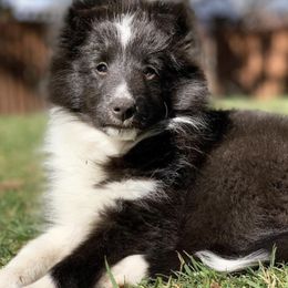 Shetland Sheepdog Puppies from Clermont