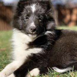 Shetland Sheepdog Puppies from Clermont