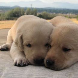 Labrador Retrievers from Coker Butte Labradors