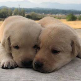 Labrador Retrievers from Coker Butte Labradors
