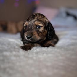 Dachshund Puppies from Diddle Bros Dachshunds