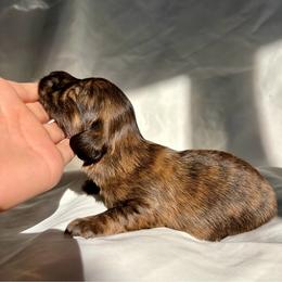 Zion - Brindle male Dachshund puppy in Michigan from Hidden Haven Dachshunds