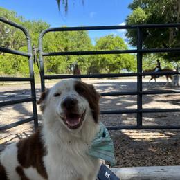 Border Collie puppies from Marcy's Border Collies