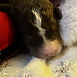 Joan Jett - Brown female Bernedoodle puppy in Gilbert, Arizona from The Berne Barn... it’s a Doodle thing!