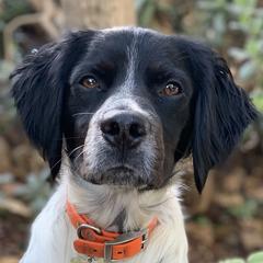 French Brittanys from Calibretons Kennels