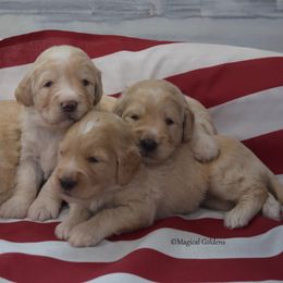 Goldendoodle and Golden Retriever Puppies from Magical Goldens
