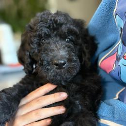 Raging Bull - Blue male Poodle puppy in Hesperia, California from Whitesock Standard Poodles