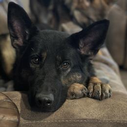 Ziva - German Shepherd