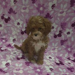 Nina - Red female Cavapoo puppy in Copan, Oklahoma from Lebel Cavapoos