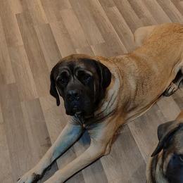 Hera - Mastiff