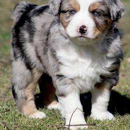 Miniature Australian Shepherd Puppies from Mutton Creek Aussies