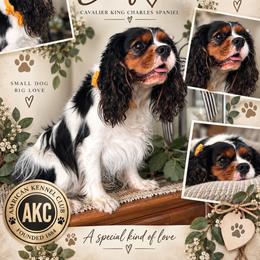 Cavapoo puppies from Diamond H Puppies