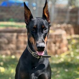 Alyona - Doberman Pinscher