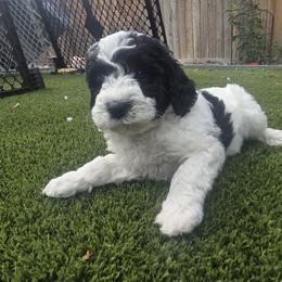 Phantom Black - Parti female Labradoodle puppy in Commerce City, Colorado from Playful Paws Labradoodles
