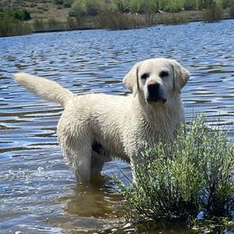 Benny - Yellow male Labrador Retriever puppy in Lake Hughes, California from Golden Hills Retrievers