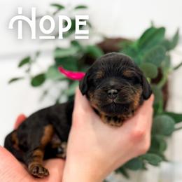 Hope - Black and tan female Cavapoo puppy in South Jordan, Utah from Wonderful World Doodles