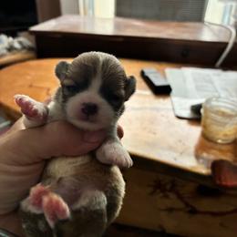 Girl 1 - Black sabled fawn female Chihuahua puppy in Westport, New York from Chantilly chihuahuas