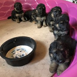 German Shepherd Puppies from Chattanooga Tn German Shepherds